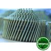 Conical Coil Nails - Image 4
